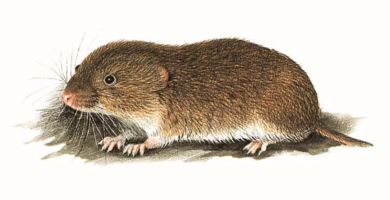 Microtus savii